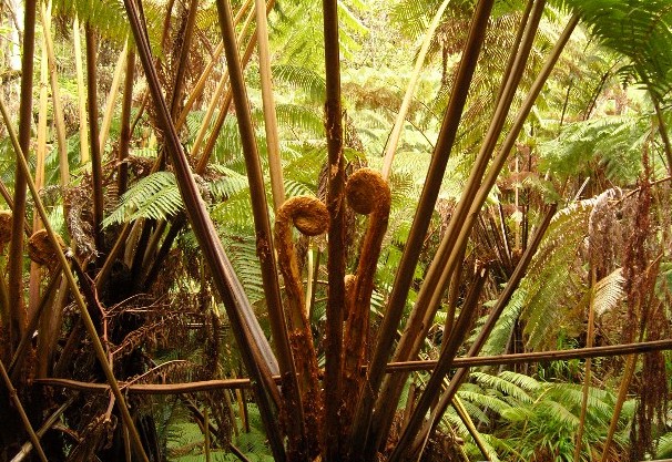 蕨类植物洞