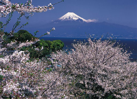 最美的樱花在日本图片