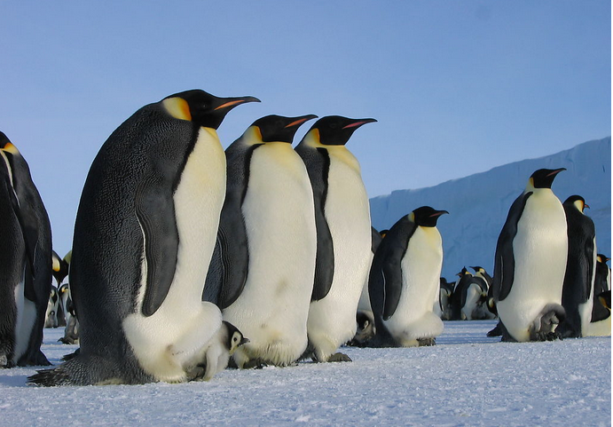 南极旅游的最佳时间是什么时候